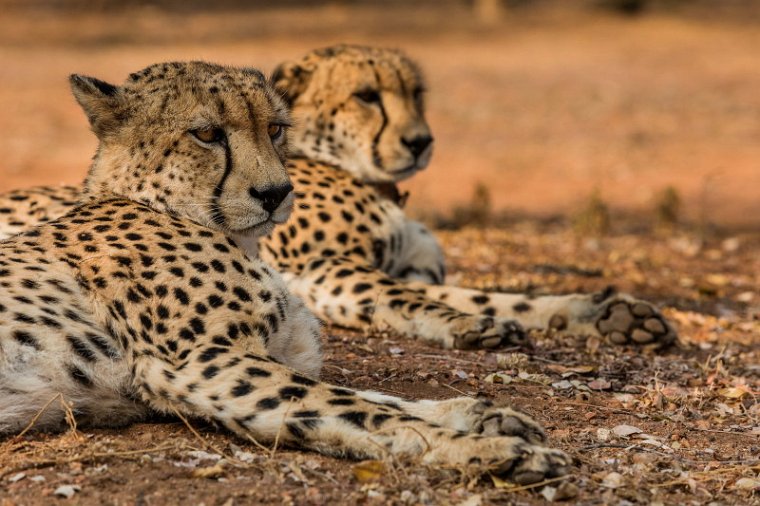 040 Tshukudu Private Game Reserve, jachtluipaarden.jpg